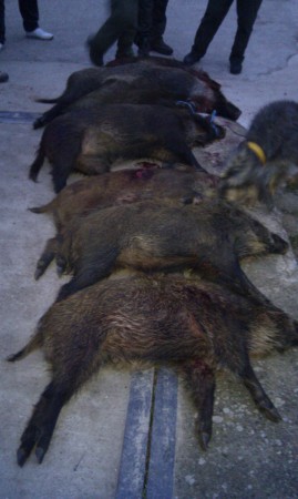 Buena cacería en Miraveche