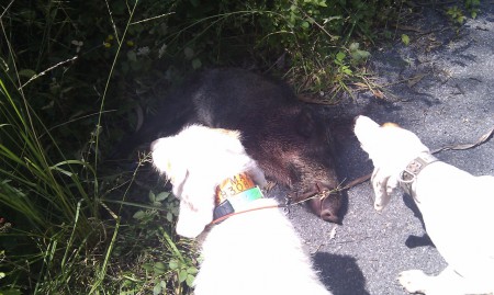 Buen trabajo de los perros pese al dia axfisiante de calor 1/9/13